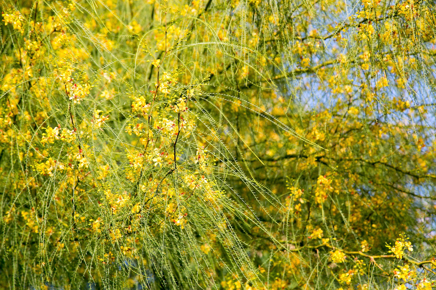 25 JERUSALEM THORN TREE Mexican Palo Verde Parkinsonia Aculeata Yellow & Red Flower Large Shrub Small Tree Legume Seeds