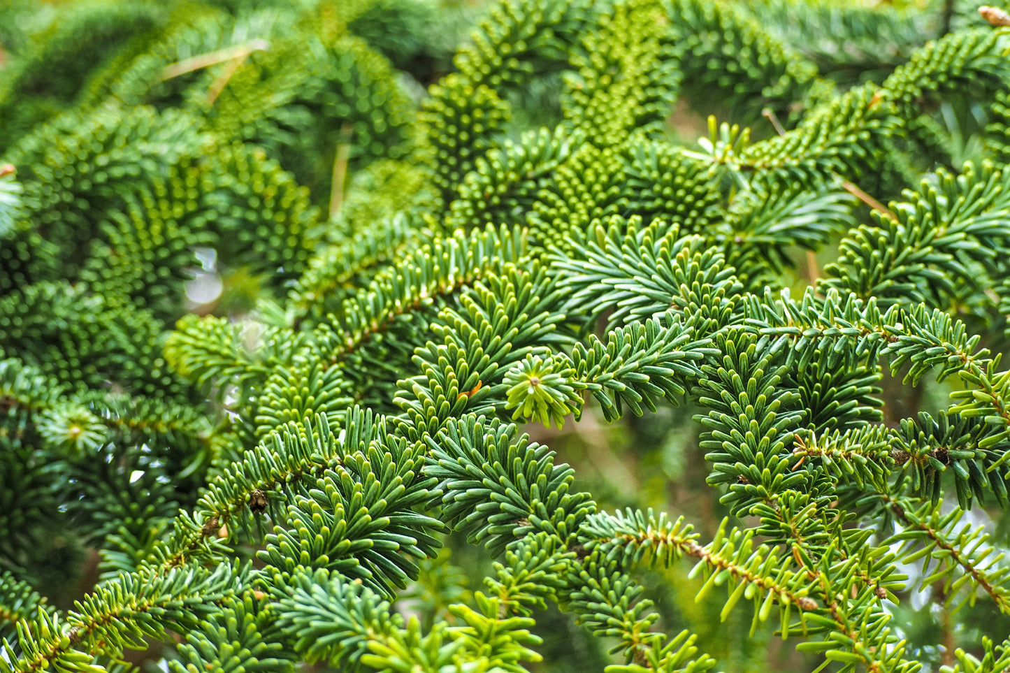 20 FRASER FIR Tree Abies Fraseri Christmas Tree Southern Balsam Fir Native Evergreen Seeds