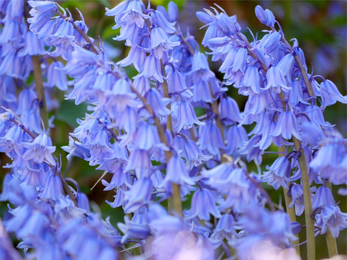 10 WOOD HYACINTH Mixed Colors English Woodland Spanish Bluebell Scilla