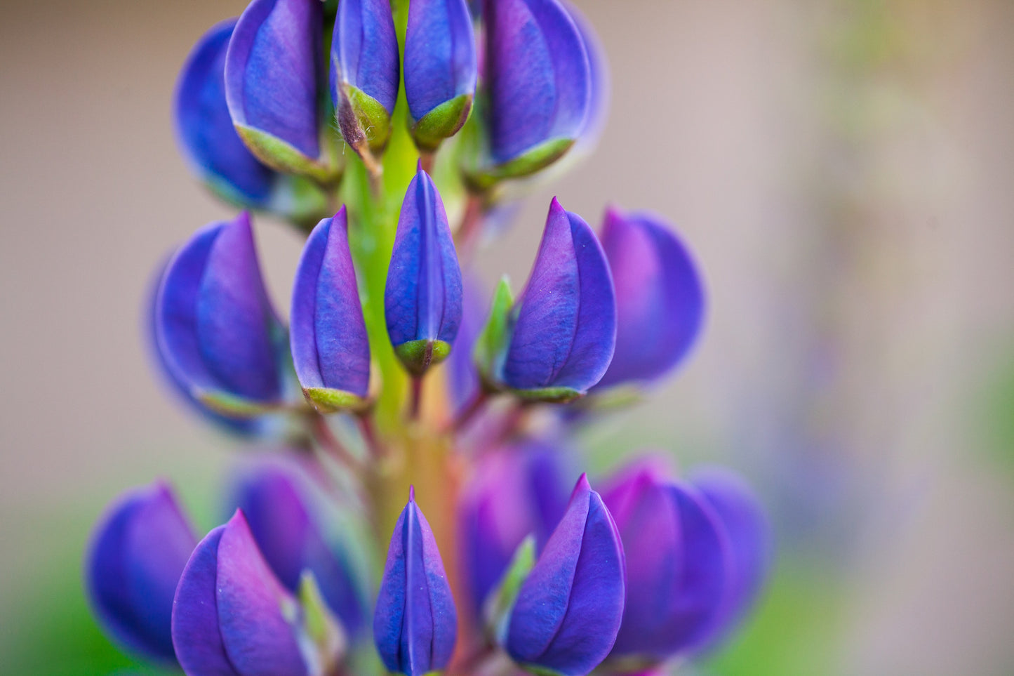 100 PERENNIAL LUPINE Blue Violet Lupinus Perennis Wild Lupine Sundial Purple Native Hummingbird Flower Seeds