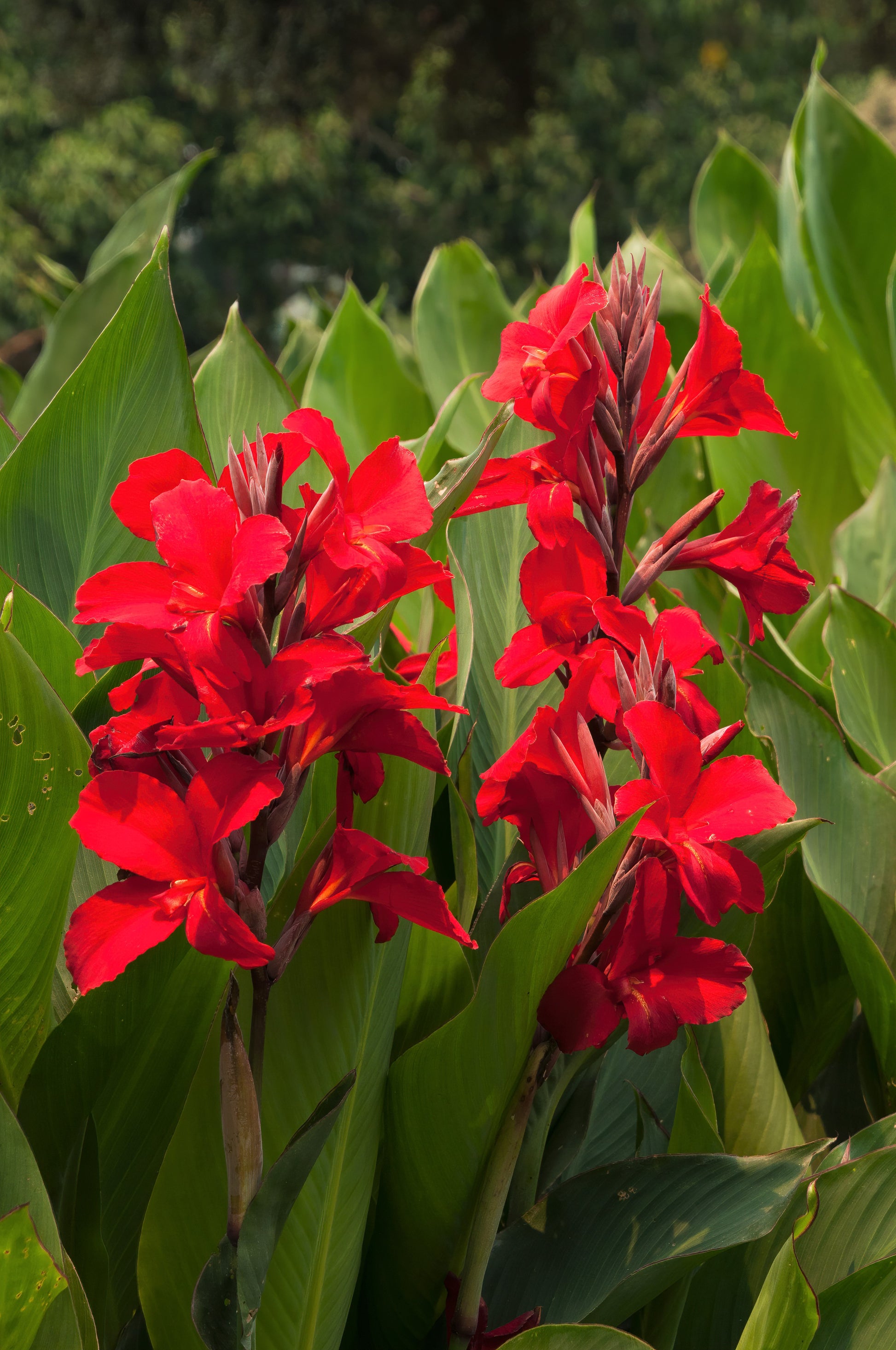 red canna lily flower 5 RED CANNA LILY Indian Shot Canna Indica Flower Seeds – Seedville USA