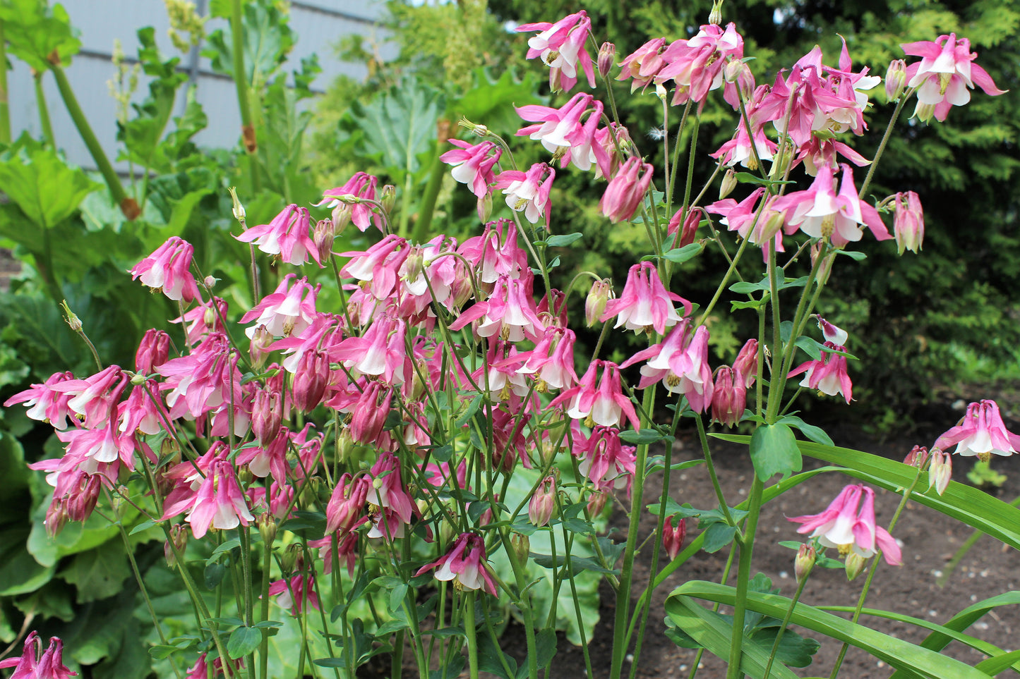 50 ROSE STAR COLUMBINE Aquilegia Caerulea Bicolor Rose Pink & White Flower Seeds