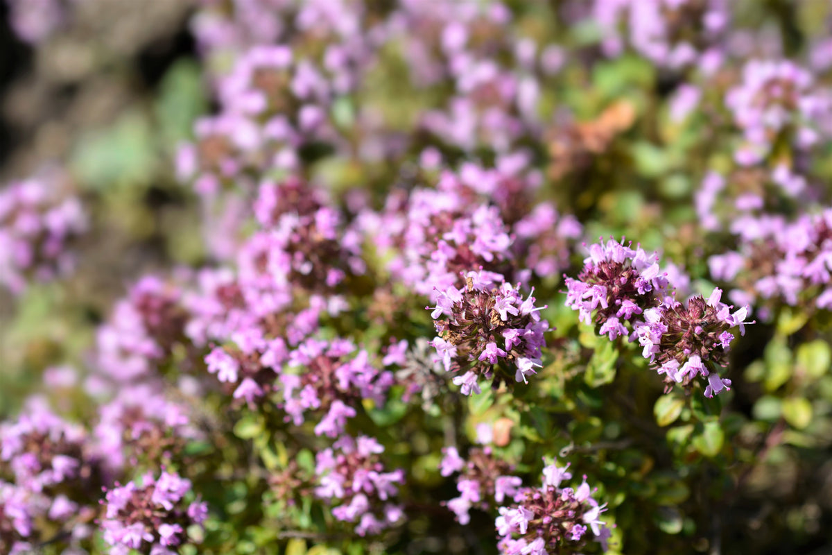 1000 LEMON THYME Thymus Pulegioides Herb Purple Flower Fragrant Evergr ...