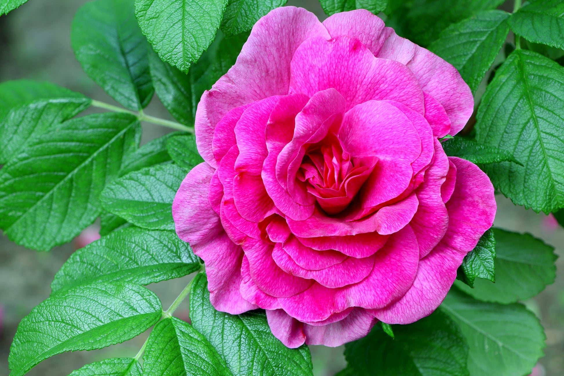 beach rose seeds 50 Pink BEACH ROSE aka Seaside or Sand Rose, Beach Tomato Rosa Rugosa Huge Red Hips Flower Seeds