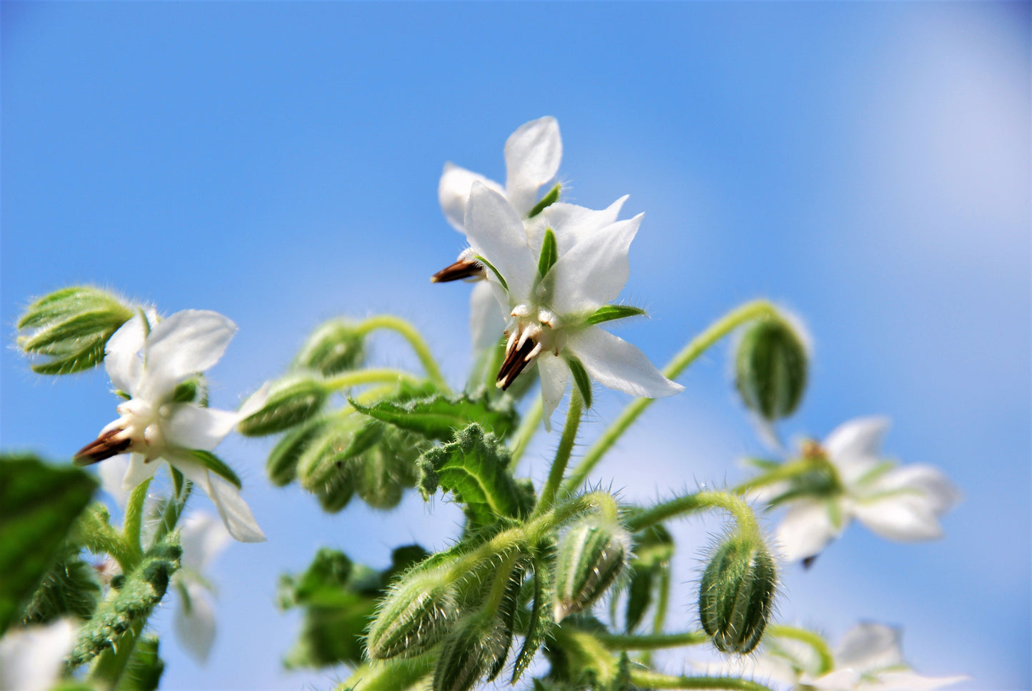 50 WHITE BORAGE Borago Officinalis Bianca Herb Flower Seeds