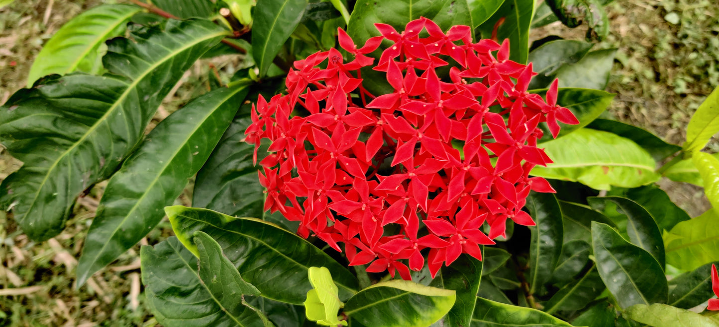 10 GAY BUTTERFLIES MILKWEED Red Yellow Orange Mix Asclepias Tuberosa Butterfly Weed Flower Seeds