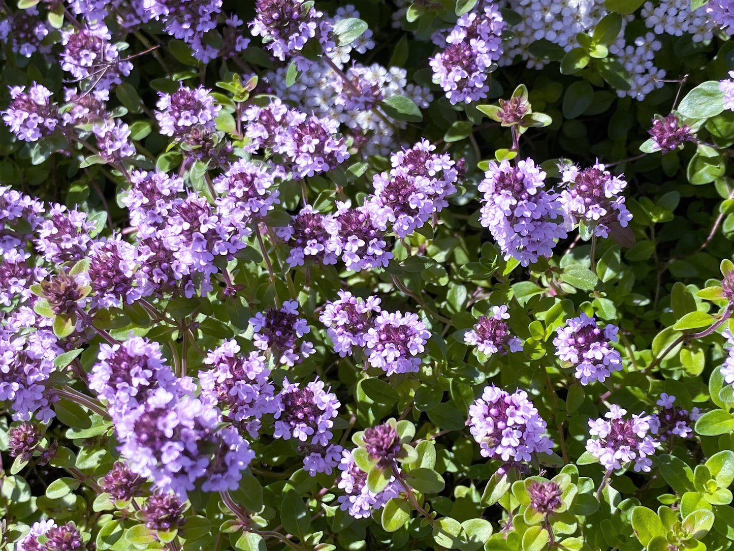 1000 LEMON THYME Thymus Pulegioides Herb Purple Flower Fragrant Evergreen Seeds