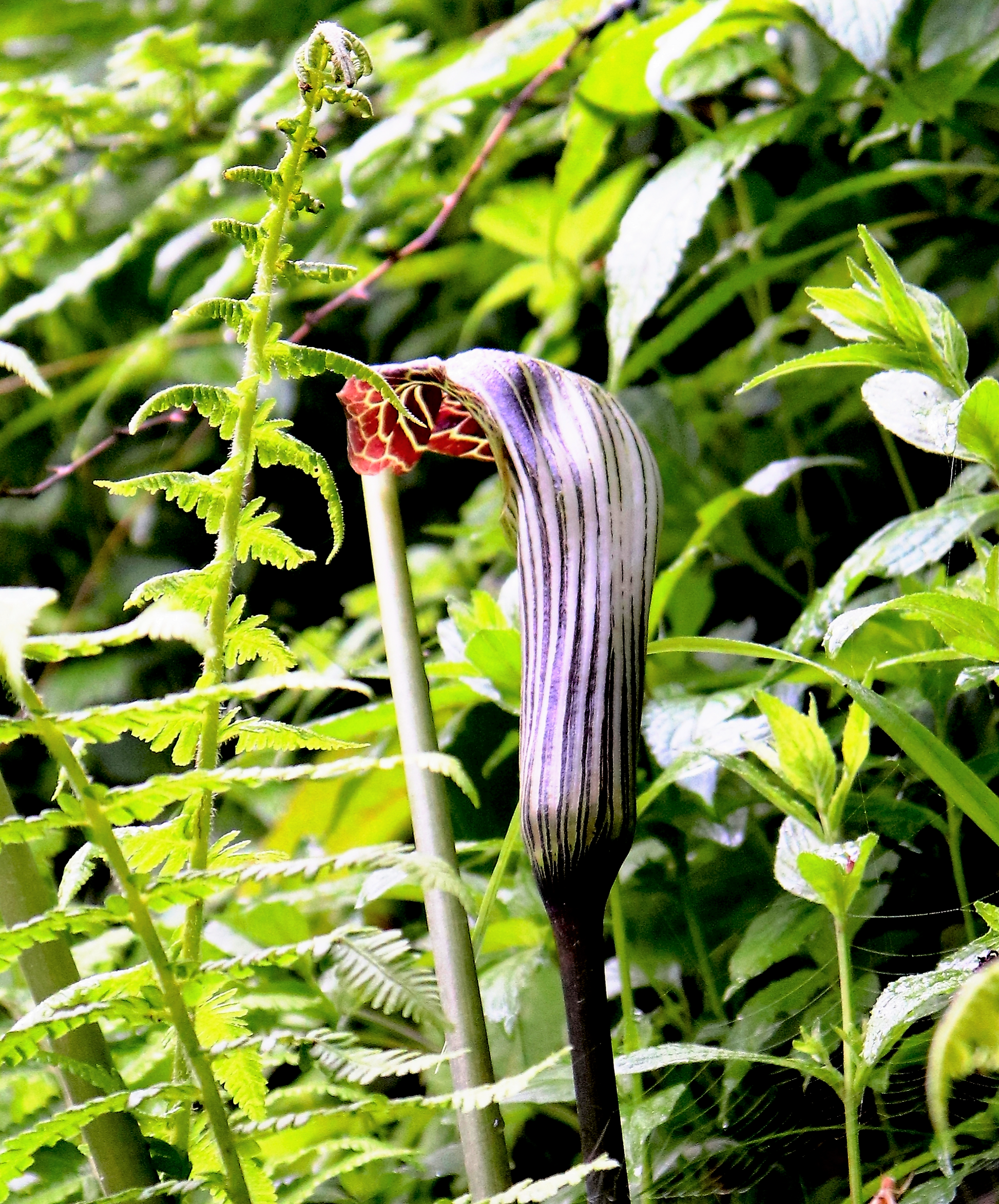 5 HIMALAYAN COBRA LILY Arisaema Consanguineum Asian Jack in the Pulpit  Purple Brown White Striped Flower Seeds