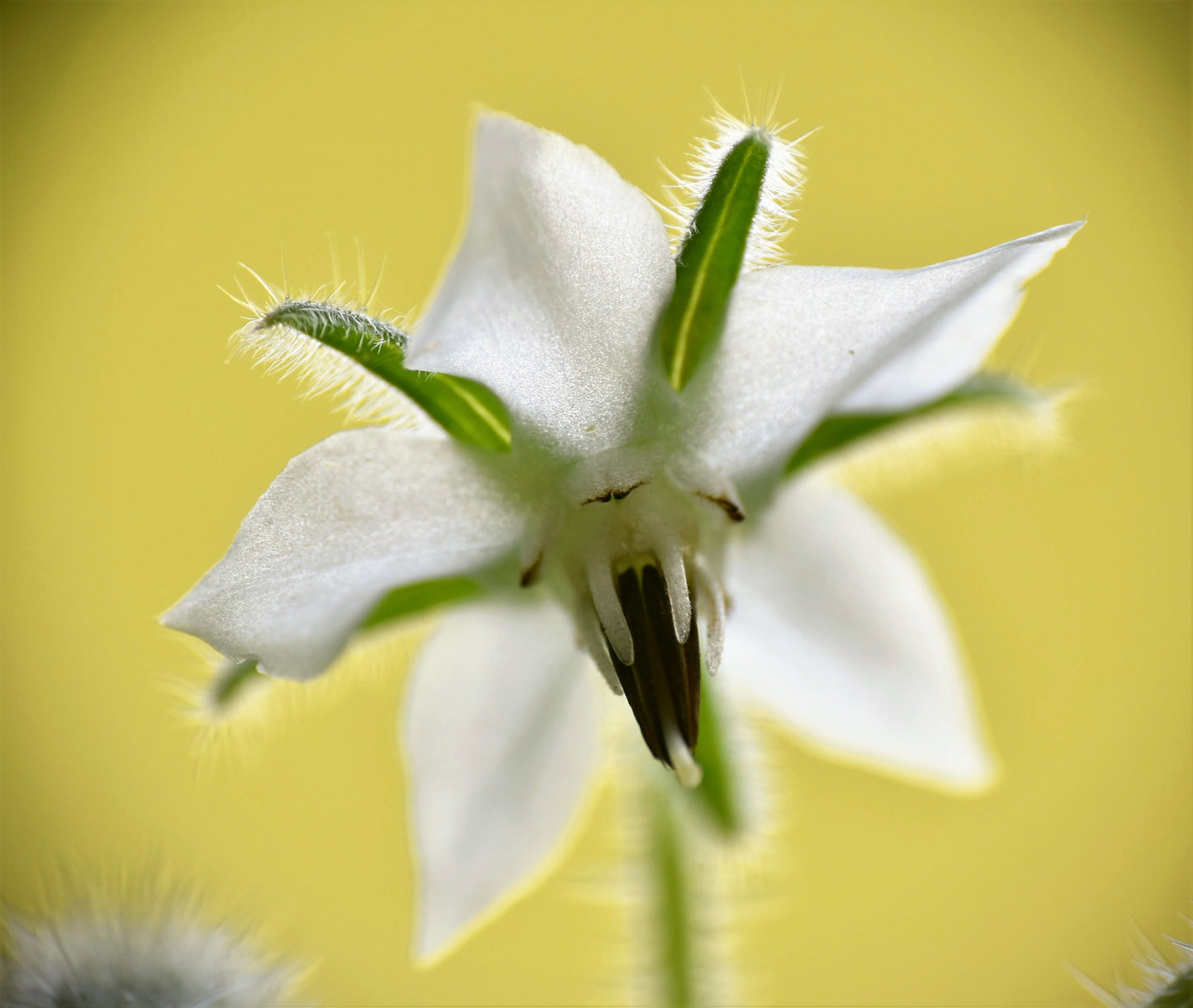 50 WHITE BORAGE Borago Officinalis Bianca Herb Flower Seeds