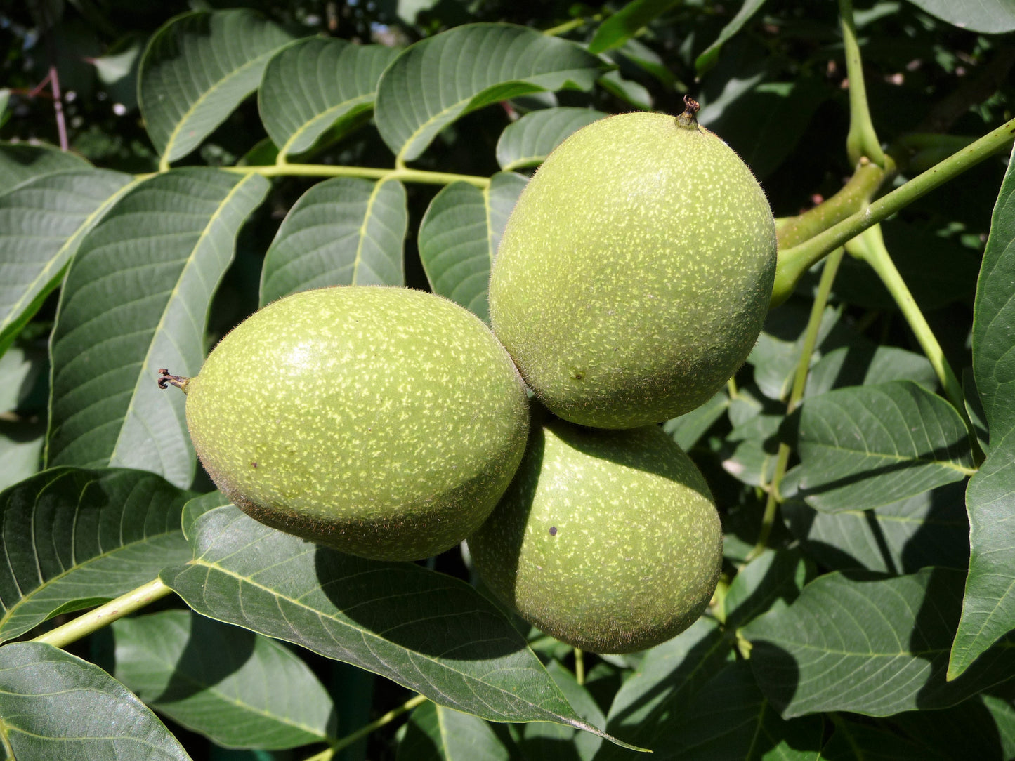 5 ENGLISH WALNUT aka Common, Hardy Carpathian, Persian Nut Fruit Tree Juglans Regia Orientis Seeds