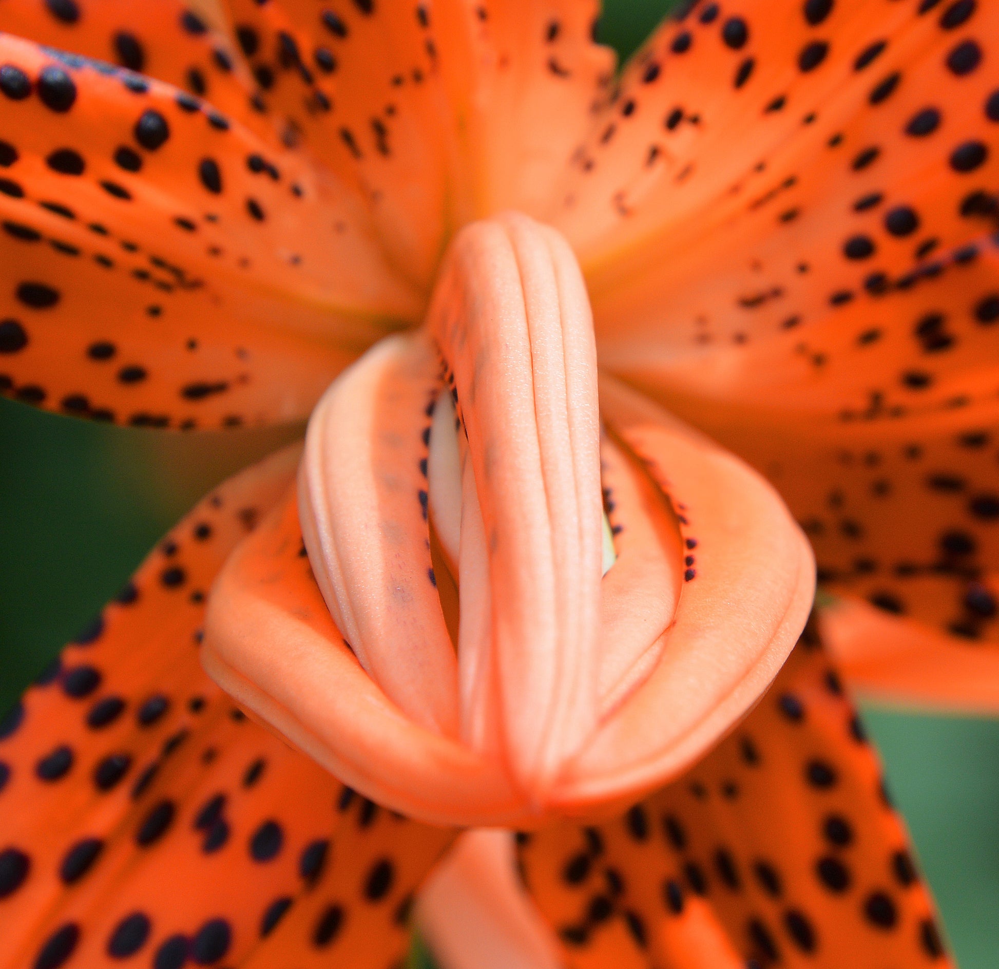 tiger lily sarona 10 LEOPARD LILY California Tiger Lily Panther Lilium Pardalinum Yellow – Seedville USA