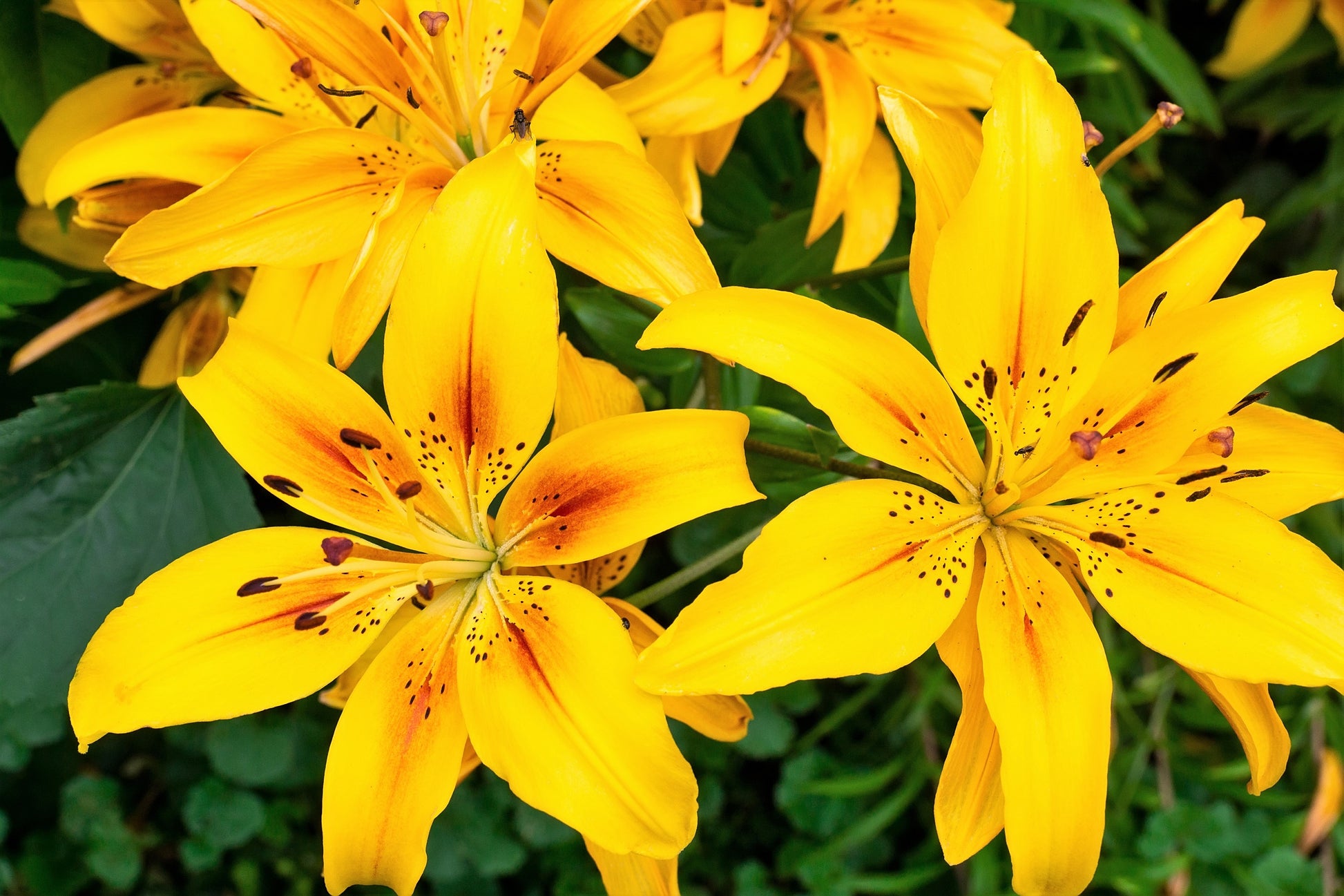 alpine lily flower 15 WESTERN HYBRIDS LILY Tiger, Leopard, Lemon, Alpine, Kellogg
