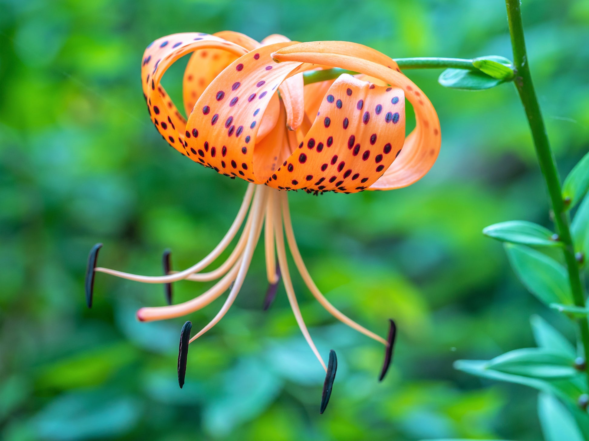 oregon tiger lily 20 COLUMBIAN TIGER LILY Oregon Lily Lilium Columbianum syn. Canadense Parviflorum Orange Maroon Spotted Native Flower Seeds