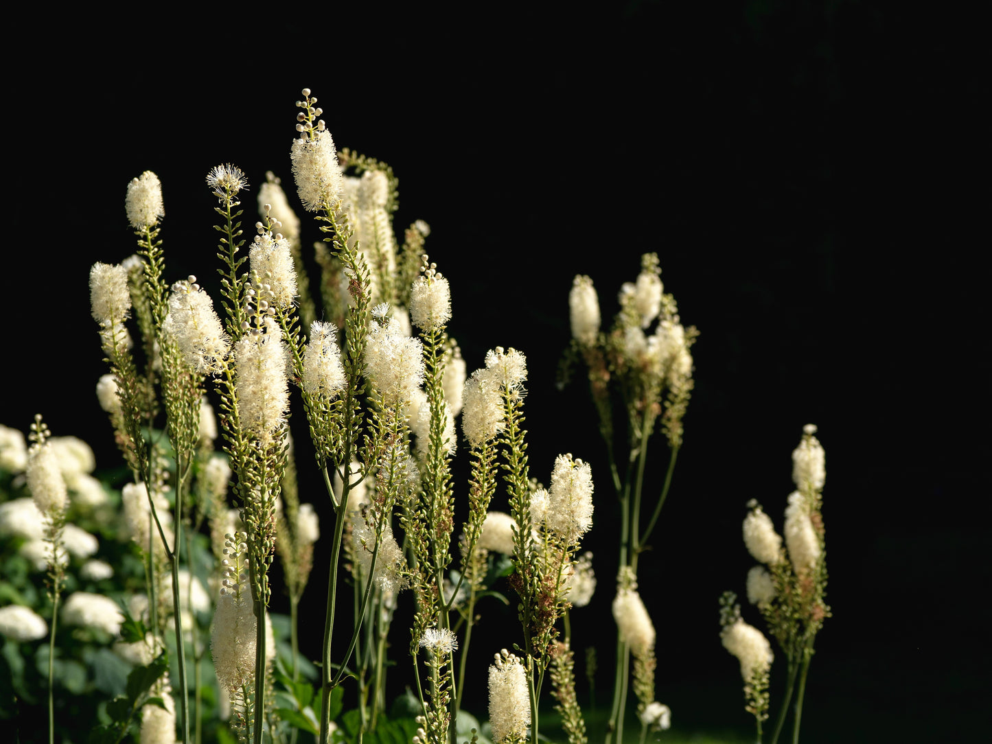 50 BLACK COHOSH Bugbane Actaea Racemosa Cimicifuga Bugbane Snakeroot Native White Shade Flower Herb Seeds