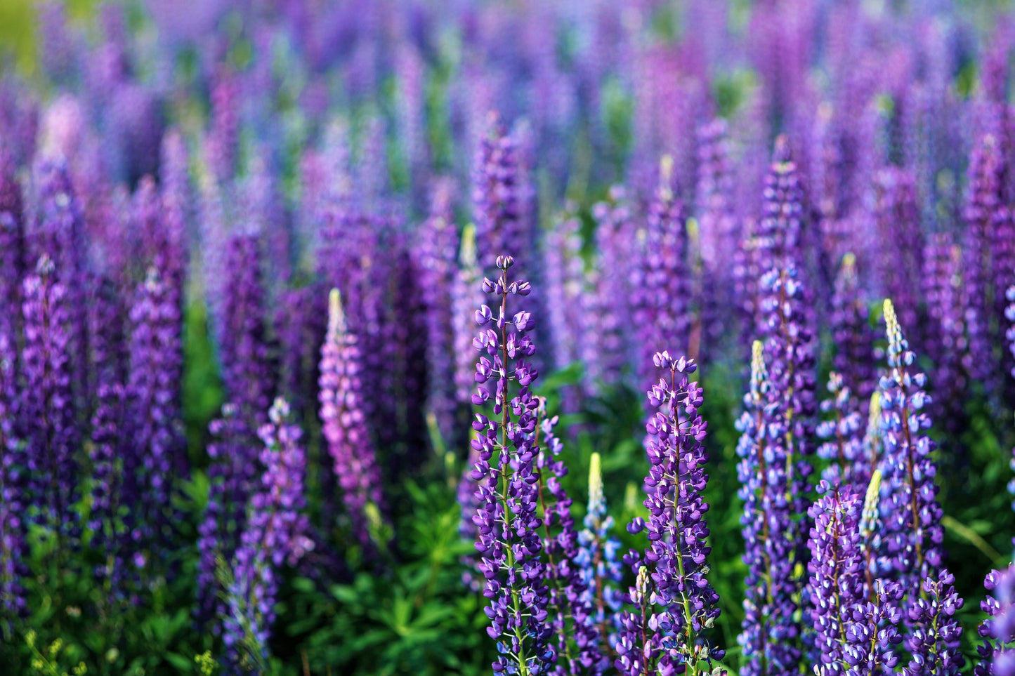 100 PERENNIAL LUPINE Blue Violet Lupinus Perennis Wild Lupine Sundial Purple Native Hummingbird Flower Seeds