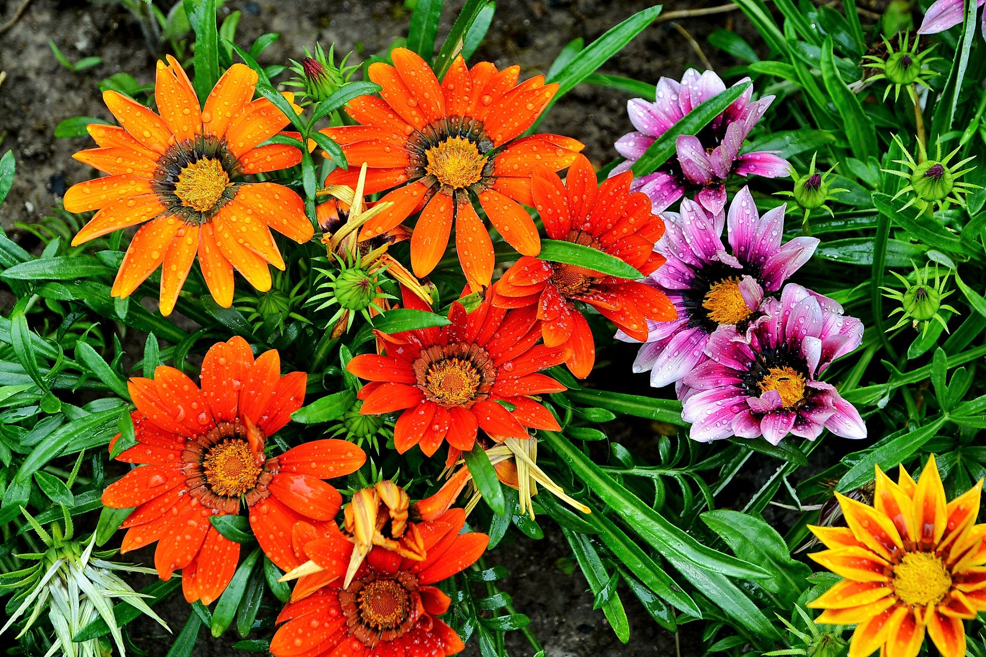 treasure flower seeds 30 Mixed Colors GAZANIA Rigens Treasure Flower Seeds