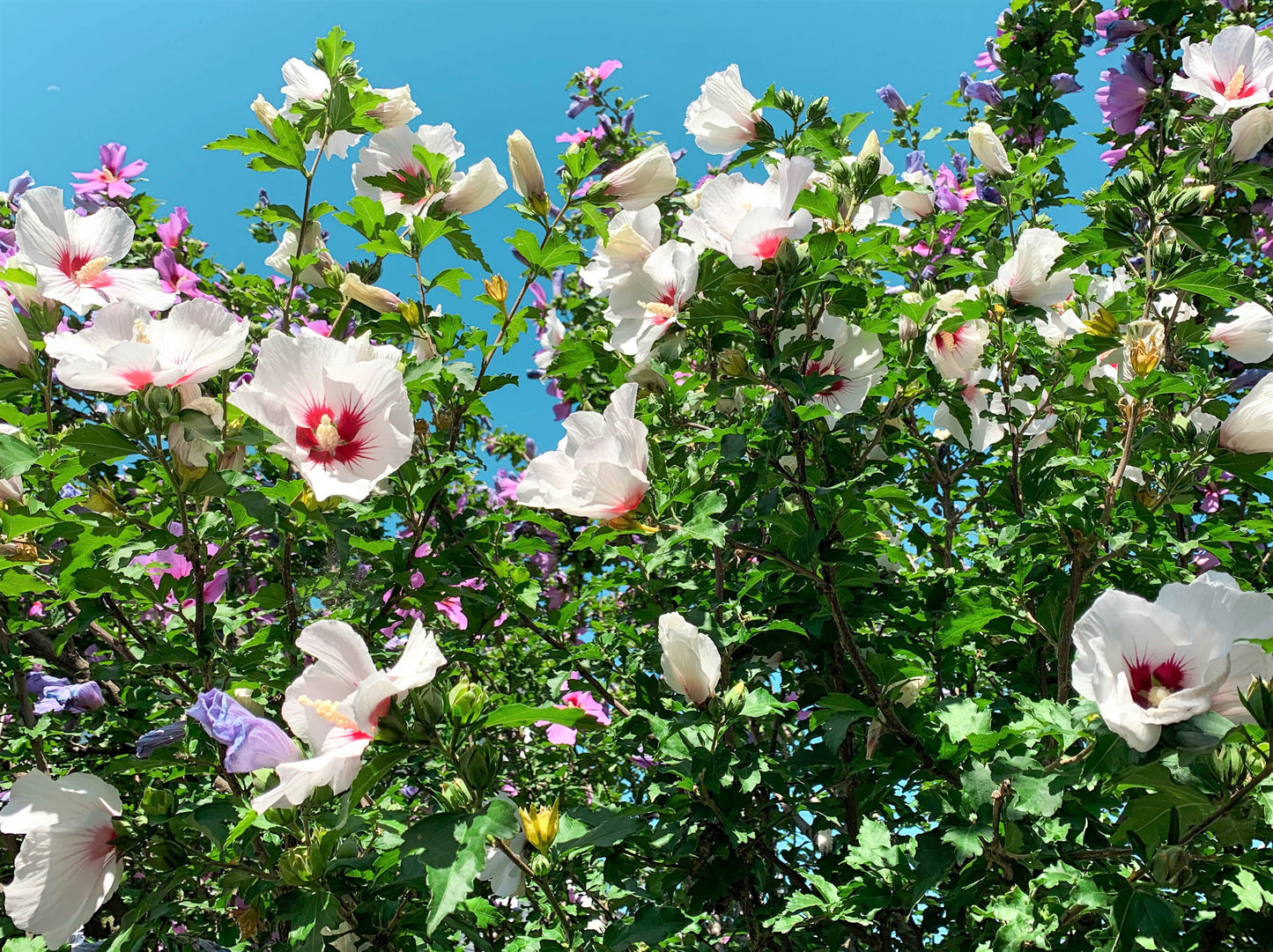 25 White & Hot Pink ROSE Of SHARON HIBISCUS Syriacus Flower Tree Bush Seeds