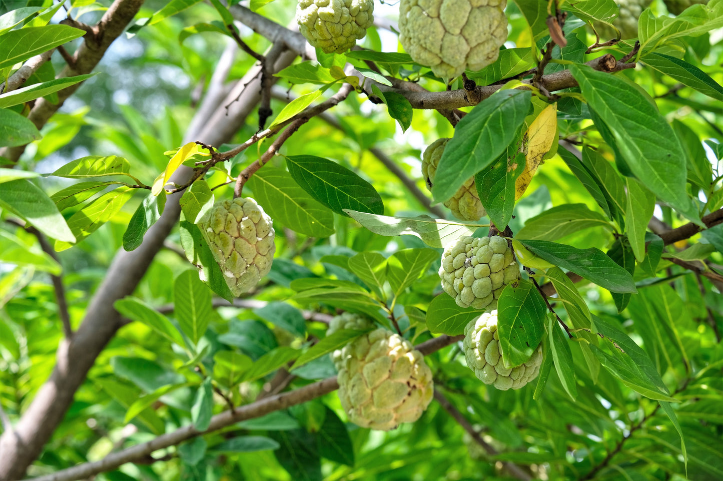 15 SUGAR APPLE Sweetsop Custard Apple Annona Squamosa Sweet Delicious Edible Fruit Tree Seeds