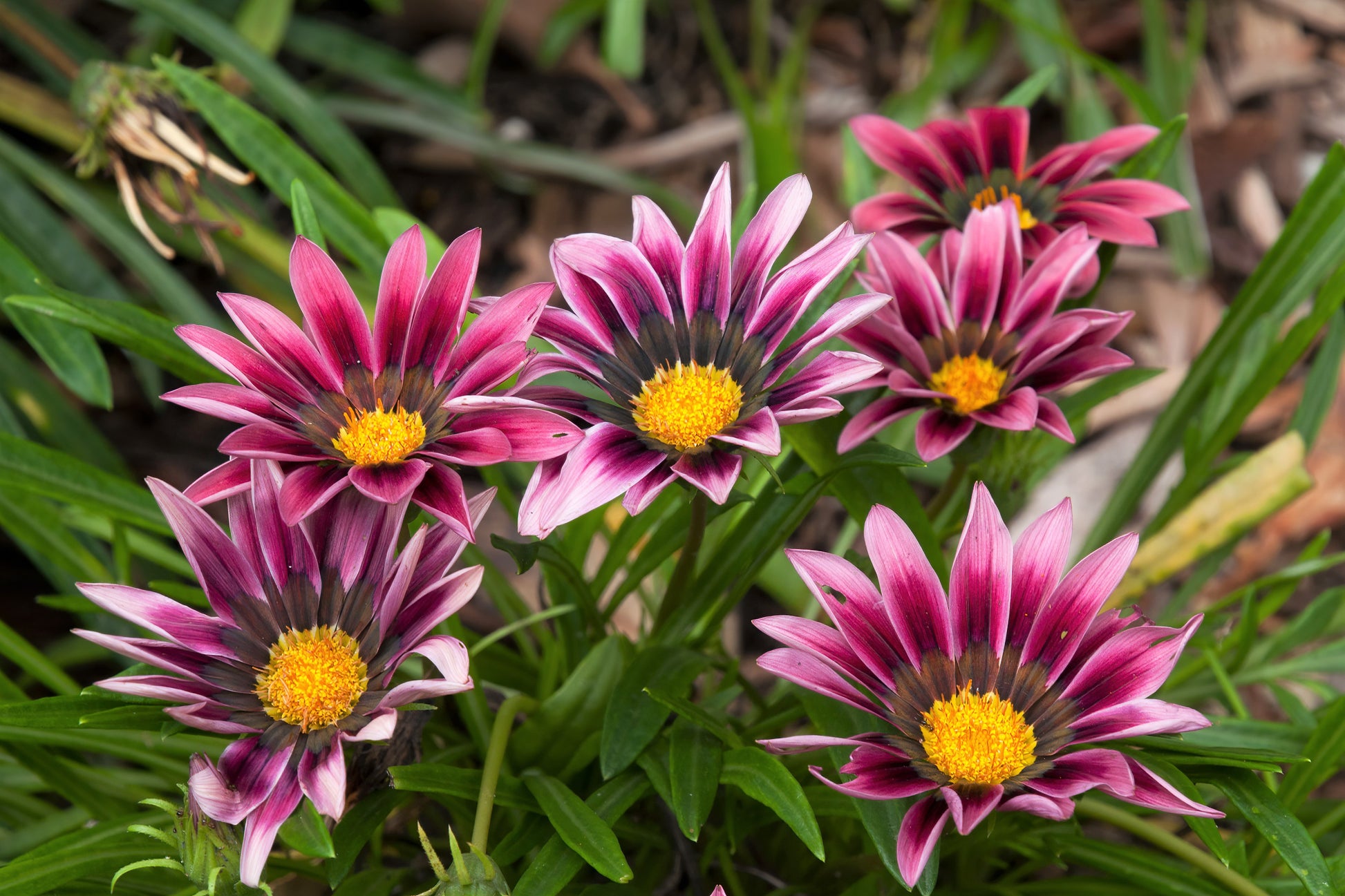 treasure flower seeds 30 Mixed Colors GAZANIA Rigens Treasure Flower Seeds