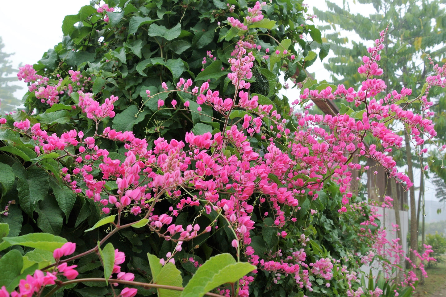 5 CORAL VINE Mexican Creeper Bee Bush Chain of Love Mountain Rose Antigonon Leptopus Bright Pink Climber Ground Cover Flower Seeds