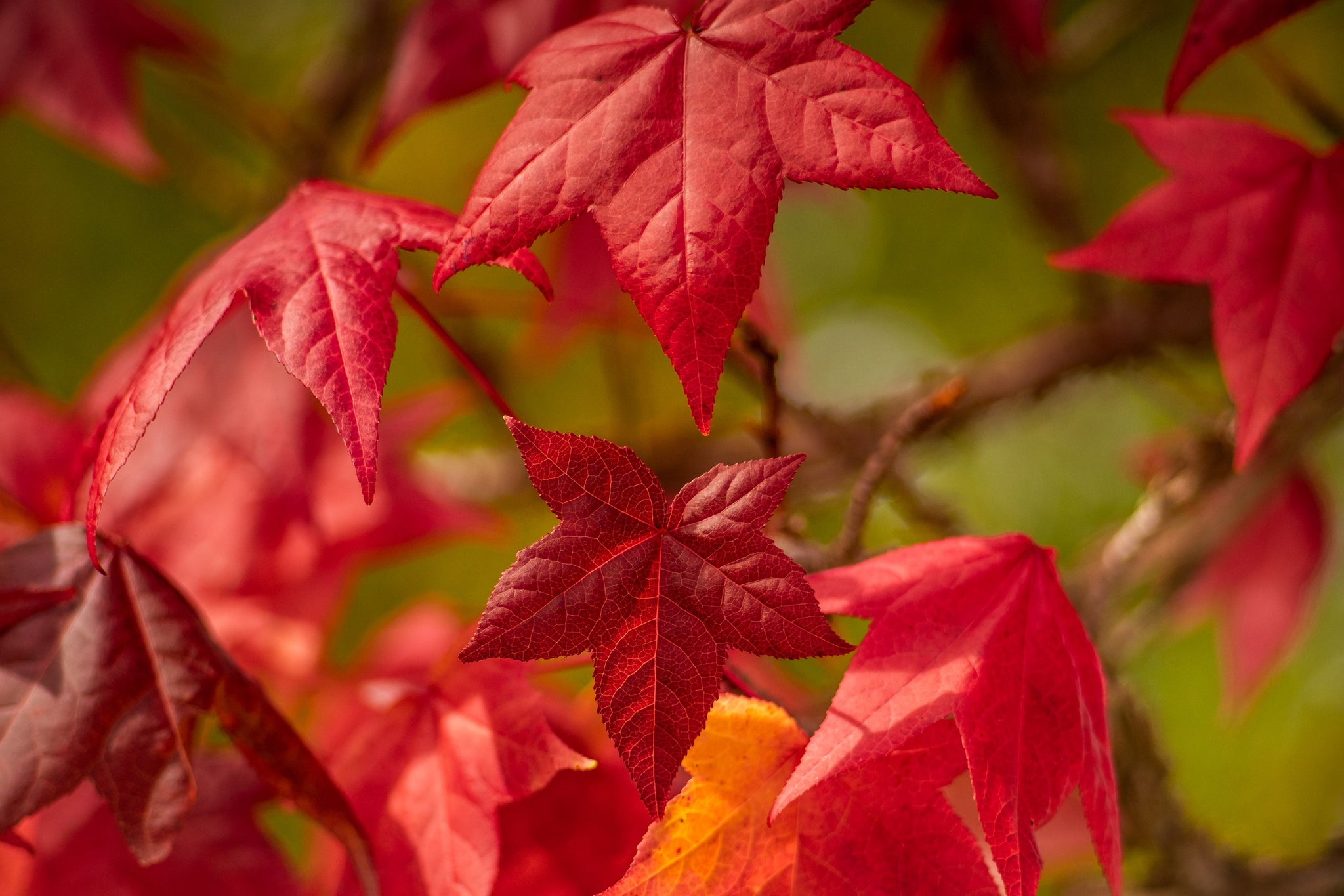 50 AMERICAN SWEETGUM Liquidambar Styraciflua Storax Alligator Sweet Gu ...