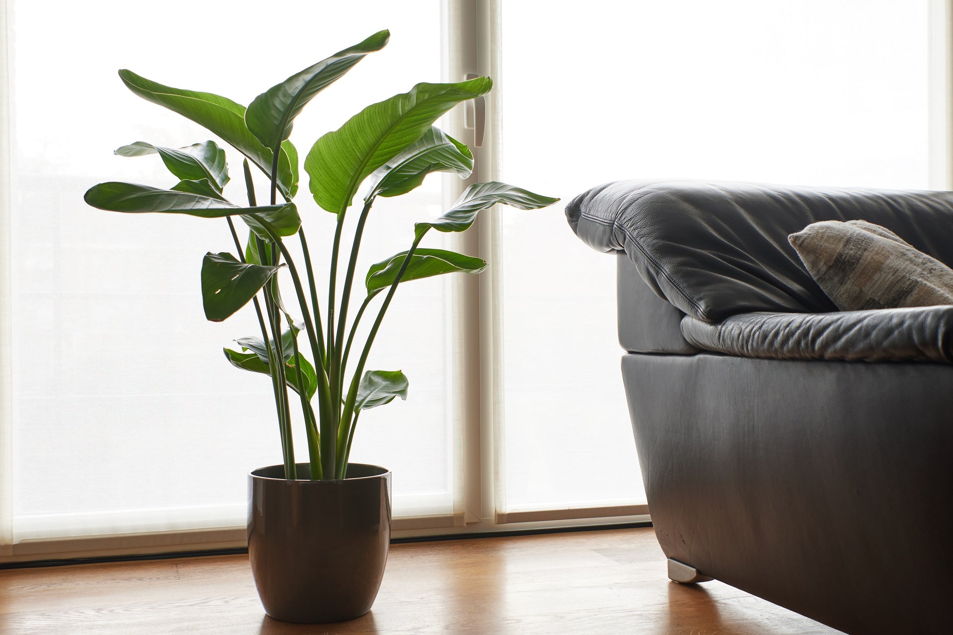 wild banana plant indoor 5 GIANT BIRD OF PARADISE Tree Strelitzia Nicolai Wild Banana White Cra – Seedville USA