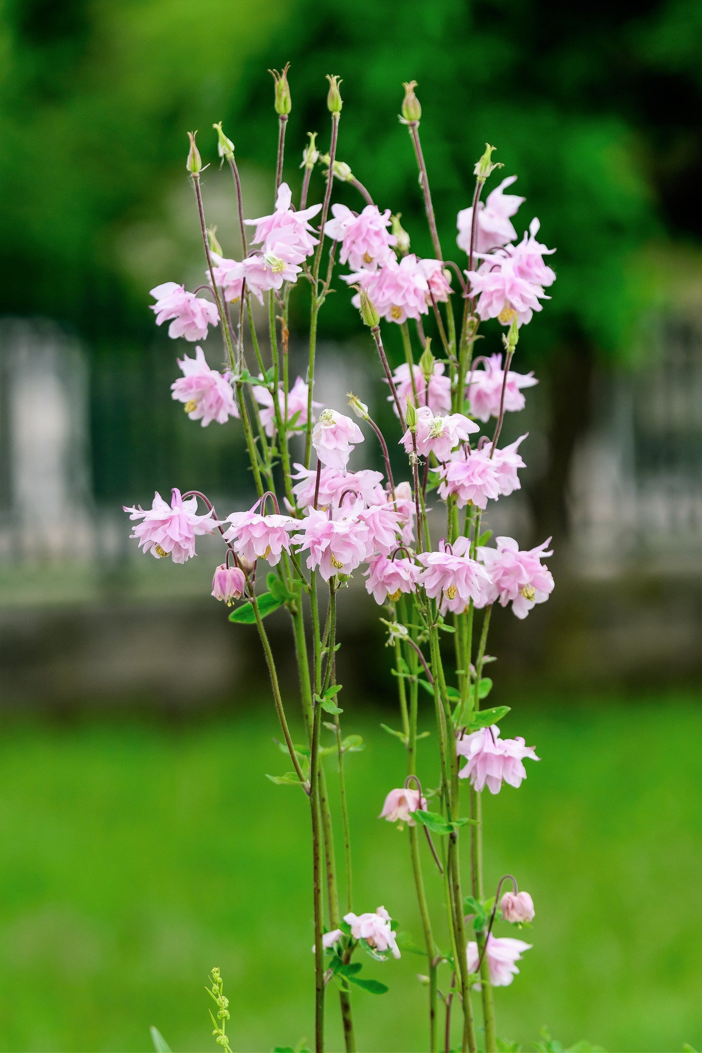 100 TALL DOUBLE COLUMBINE Aquilegia Vulgaris Mixed Colors Red, Pink, Purple, & White Flower Seeds