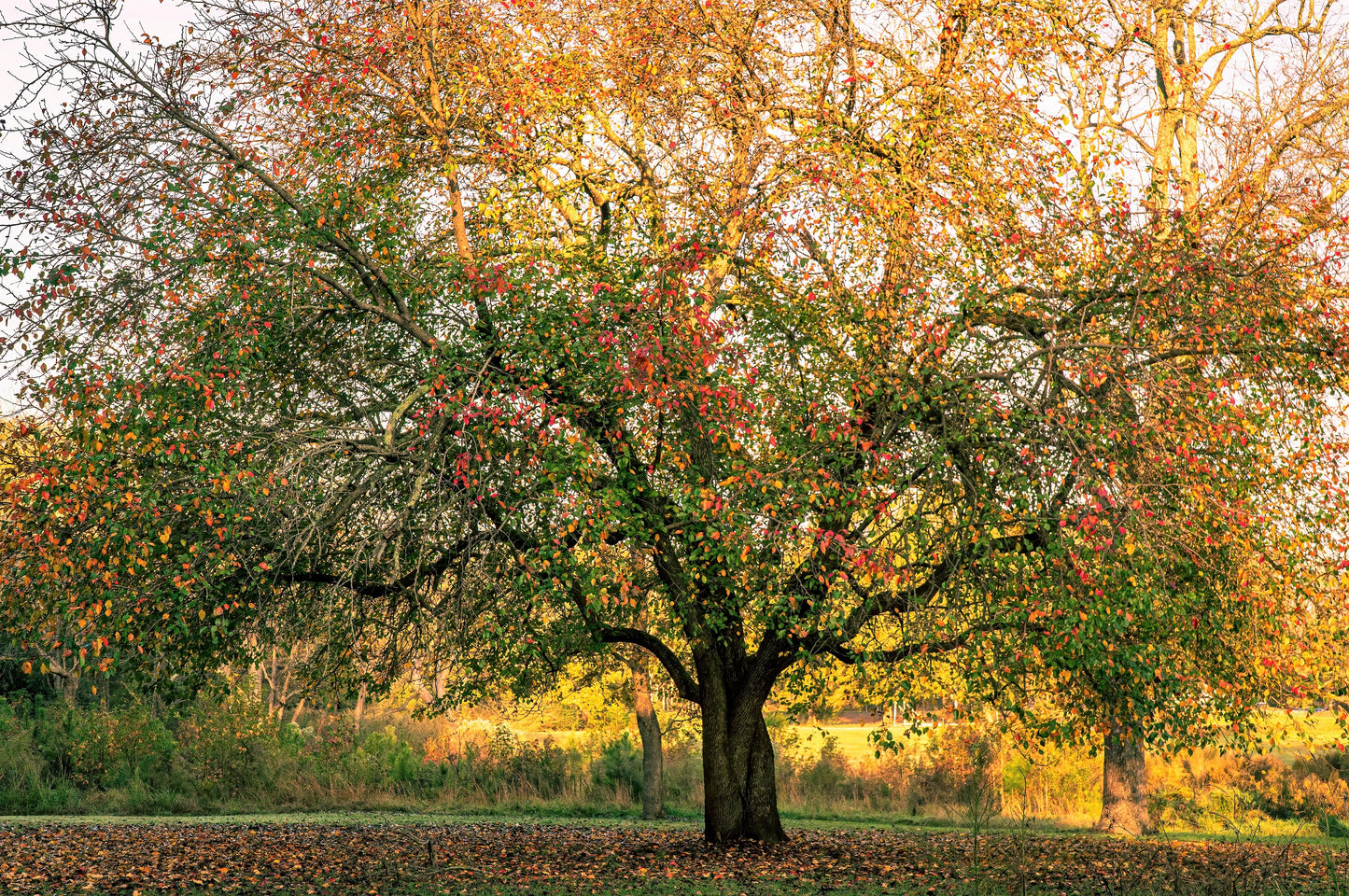 5 HARDY PECAN Tree Carya Illinoinensis King Nut Native Fruit Tree Seeds