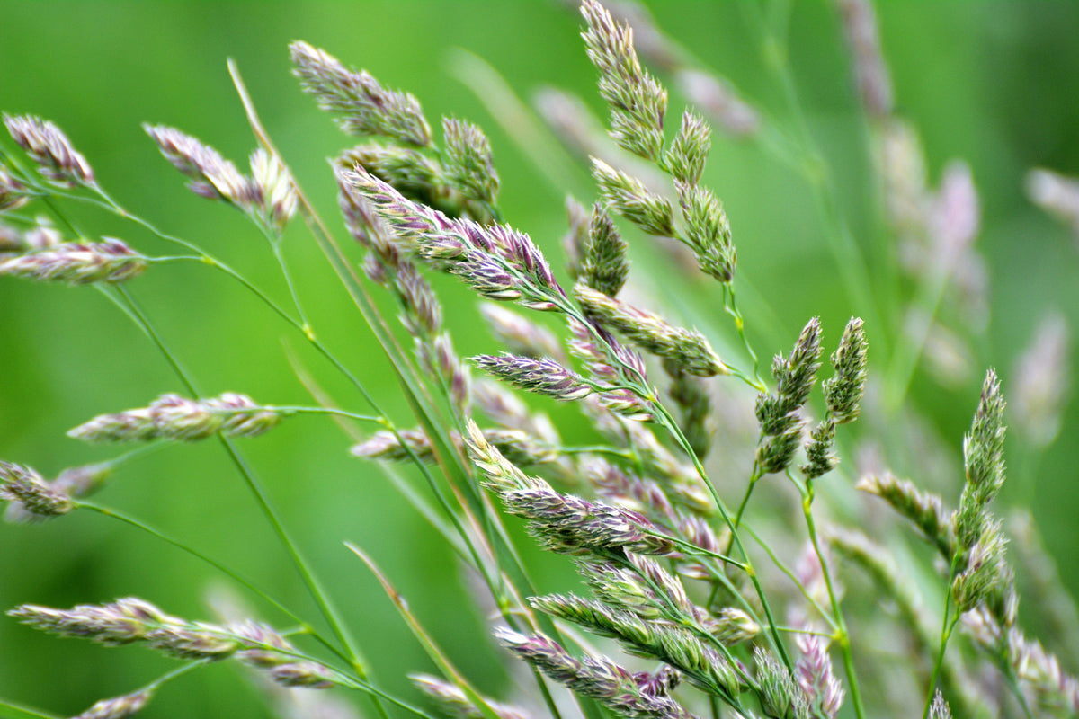 3000 QUICKDRAW ORCHARDGRASS Cat Grass Petgrass Cocksfoot Cool-Season S ...