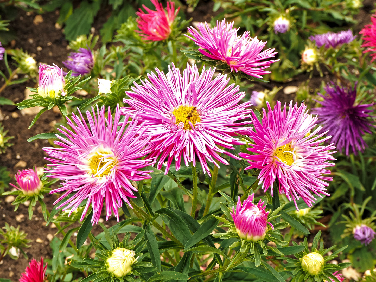 30 ROSE Pink NEEDLE ASTER Callistephus Chinensis Unicom Flower Seeds