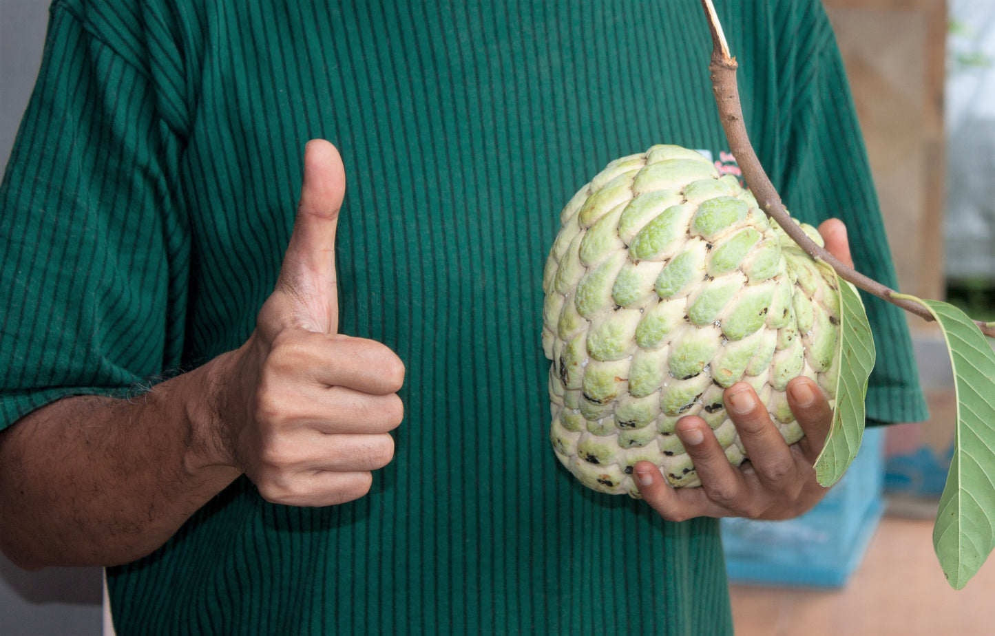 15 SUGAR APPLE Sweetsop Custard Apple Annona Squamosa Sweet Delicious Edible Fruit Tree Seeds