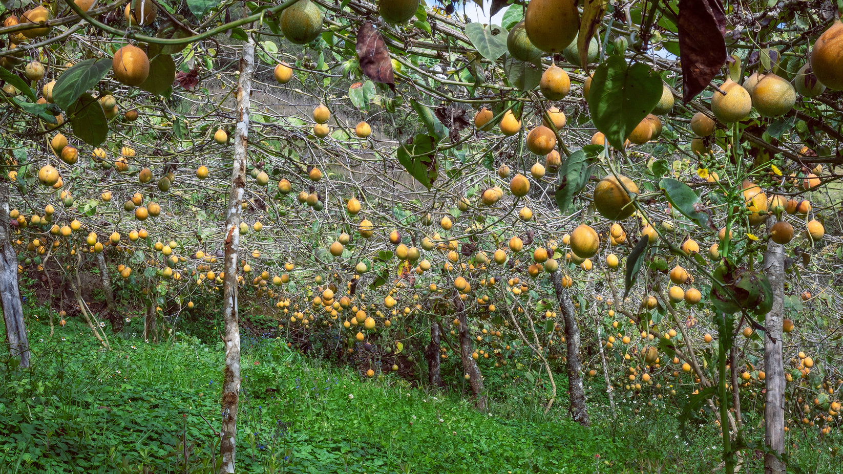 10 SWEET GRANADILLA Yellow Passionfruit Grenadia Sugar Fruit Passiflor