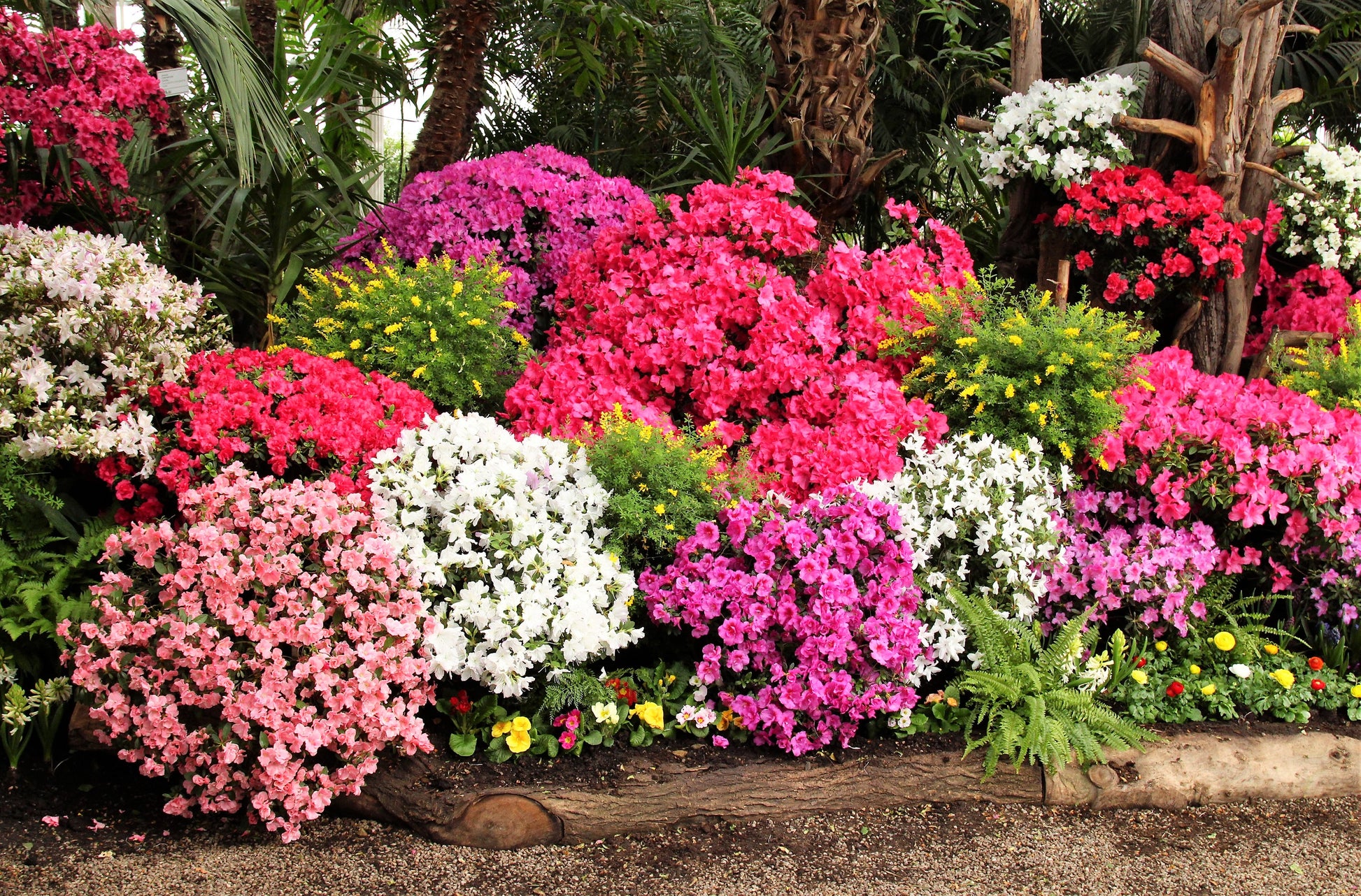 azalea flower seeds 25 MIXED COLORS AZALEA Rhododendron spp. Red, Pink, Purple, White Flower Shade Bush Shrub Seeds