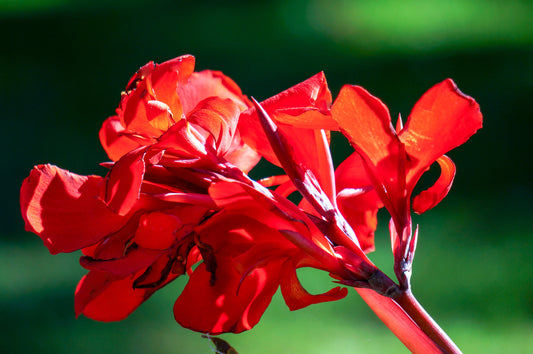 5 RED CANNA LILY Indian Shot Canna Indica Flower Seeds