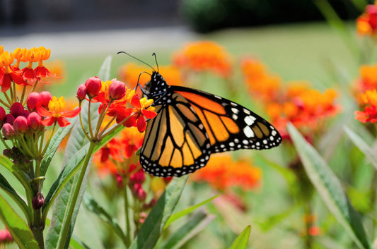 100 SUNSET MILKWEED Asclepias Curassavica Scarlet Blood Flower Red Orange Butterfly Weed Seeds