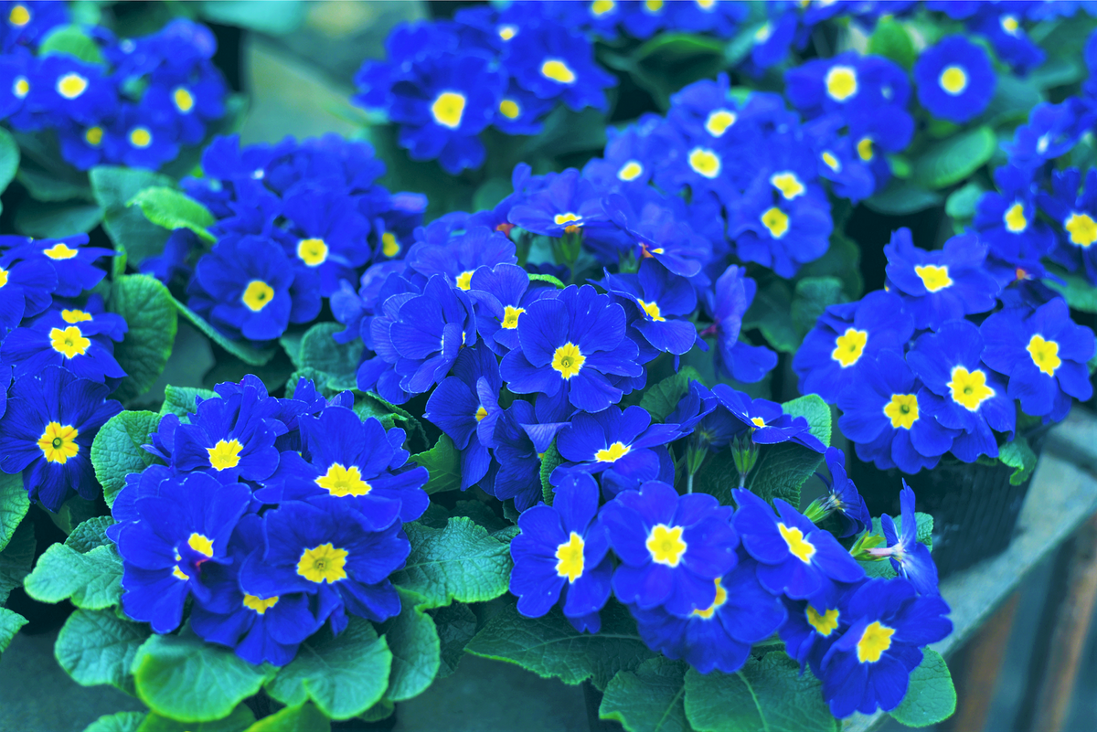 50 MIXED ENGLISH PRIMROSE Primula Vulgaris Acaulis Shade Houseplant Fl ...