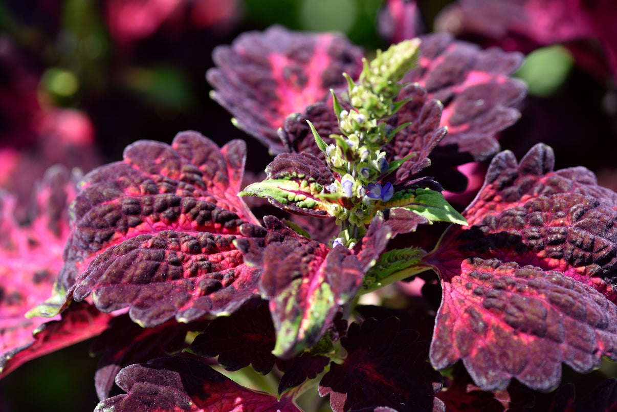 20 Black Dragon Coleus Solenostemon Scutellarioides Painted Nettle Mar