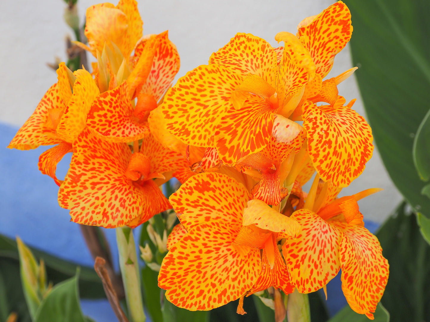 5 YELLOW CANNA LILY Indian Shot Canna Indica Flower Seeds