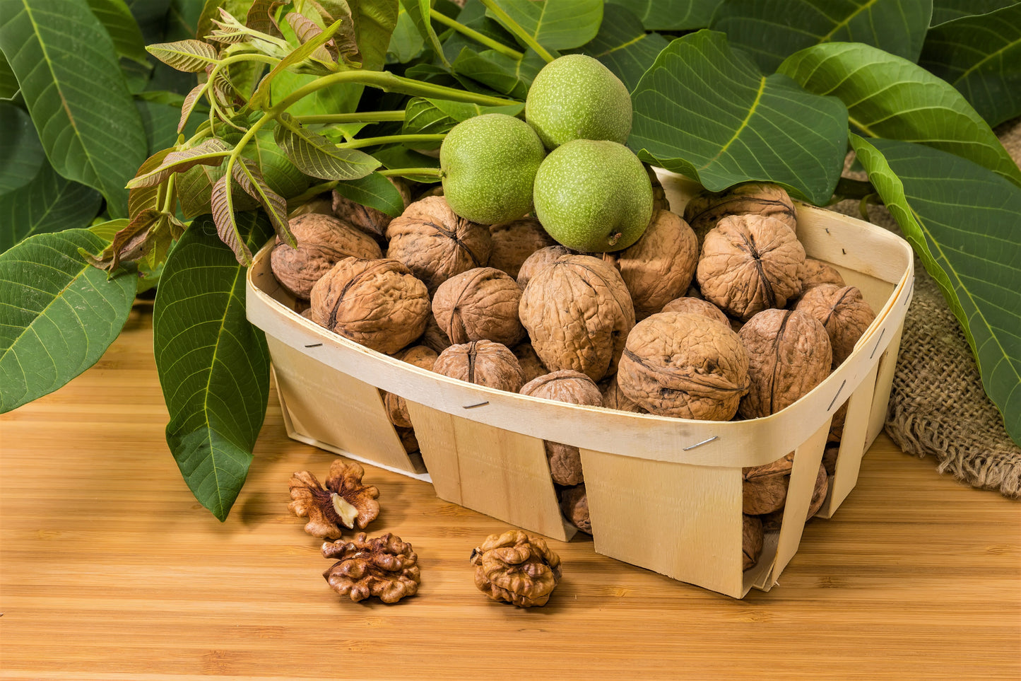 5 ENGLISH WALNUT aka Common, Hardy Carpathian, Persian Nut Fruit Tree Juglans Regia Orientis Seeds