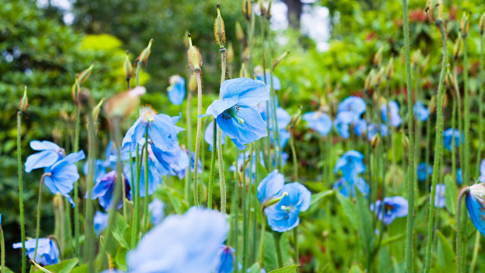 blue poppy seeds for planting 10 BLUE HIMALAYAN POPPY Tibetan Meconopsis Betonicifolia Flower Seeds