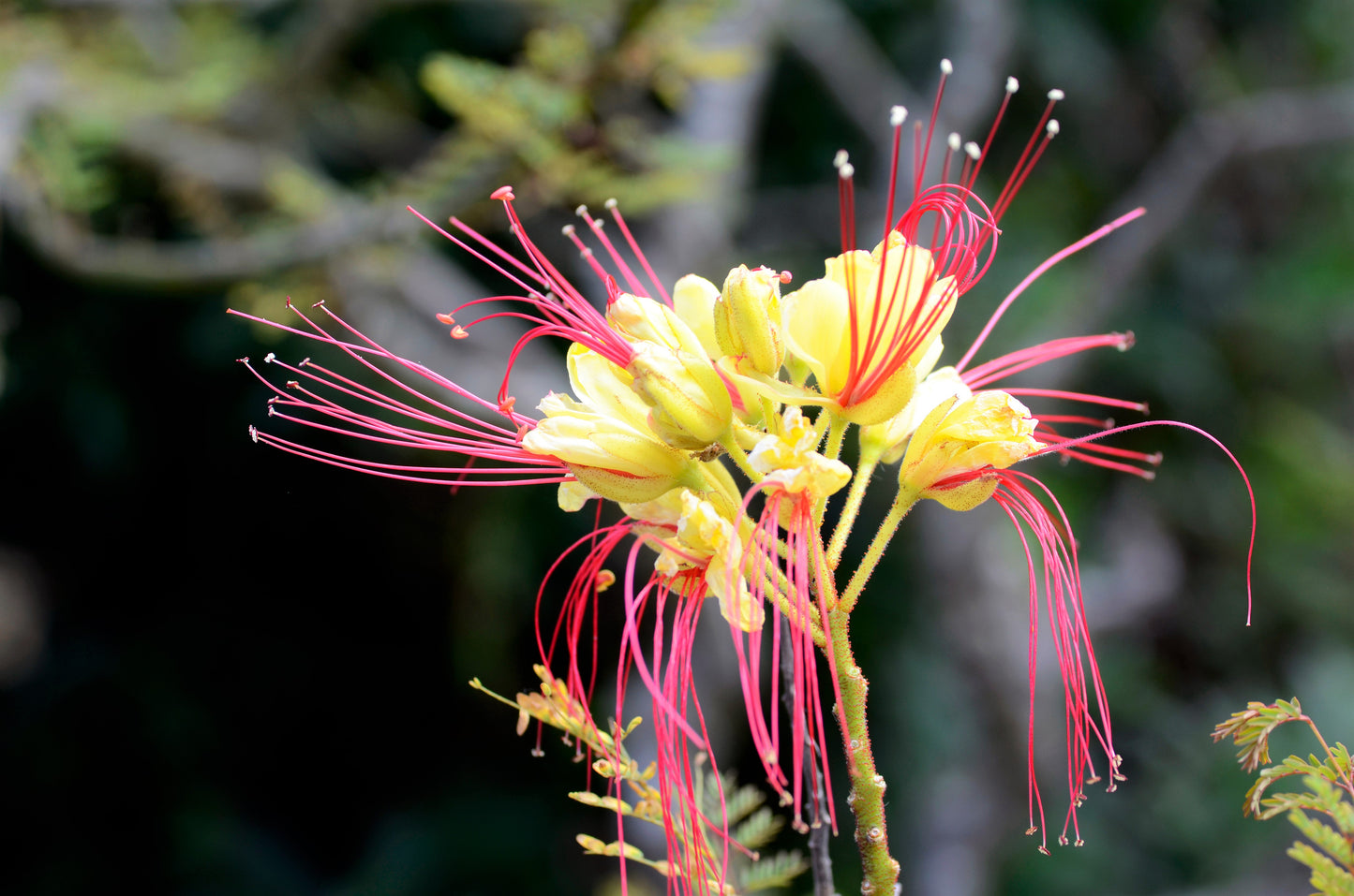 5 DESERT BIRD OF PARADISE Shrub Caesalpinia Gilliesii Poinciana Red & Yellow Flower Seeds