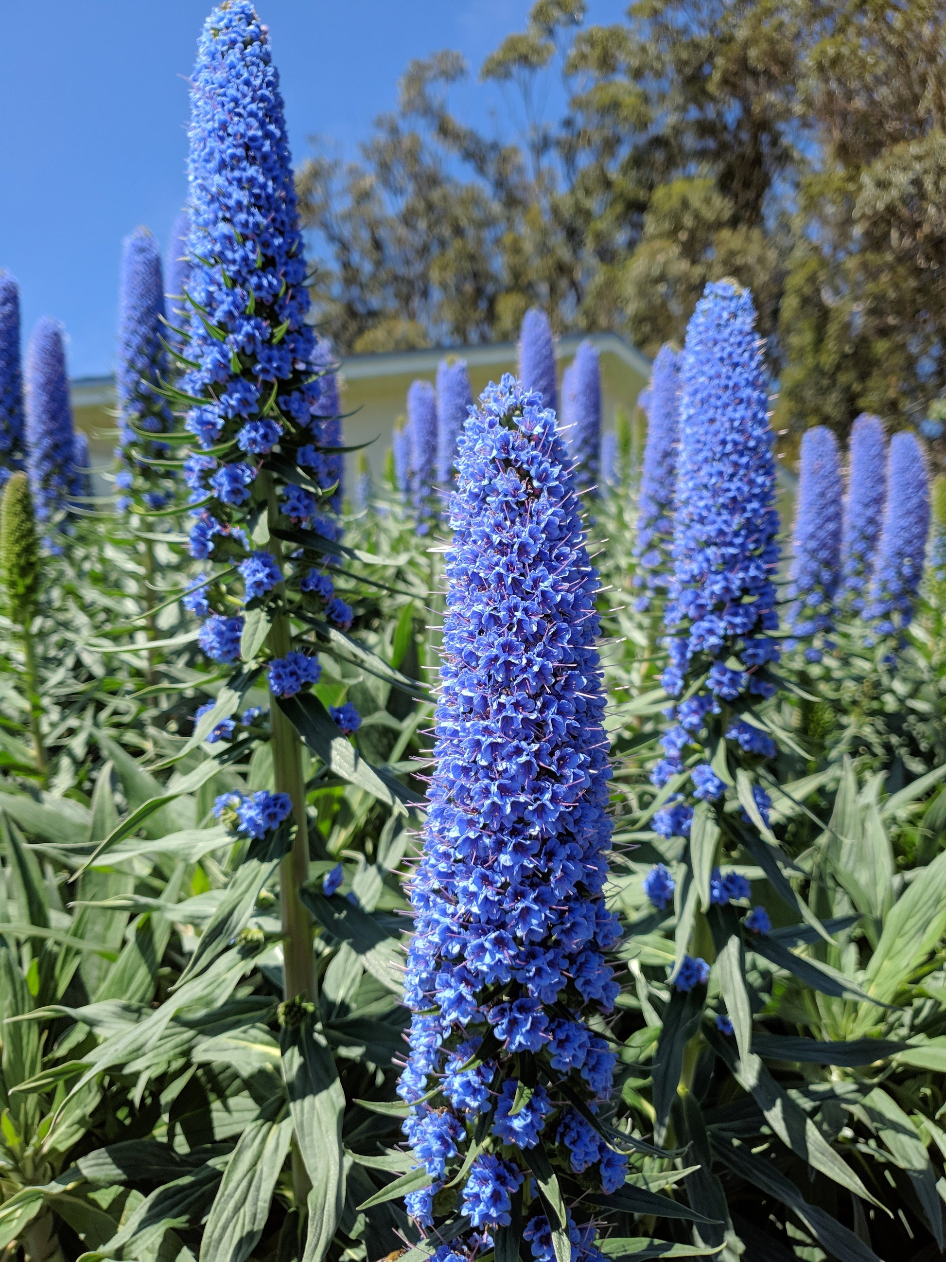 planting echium seeds 40 Blue PRIDE OF MADEIRA Echium Candicans Fastuosum Nectar Flower Seeds