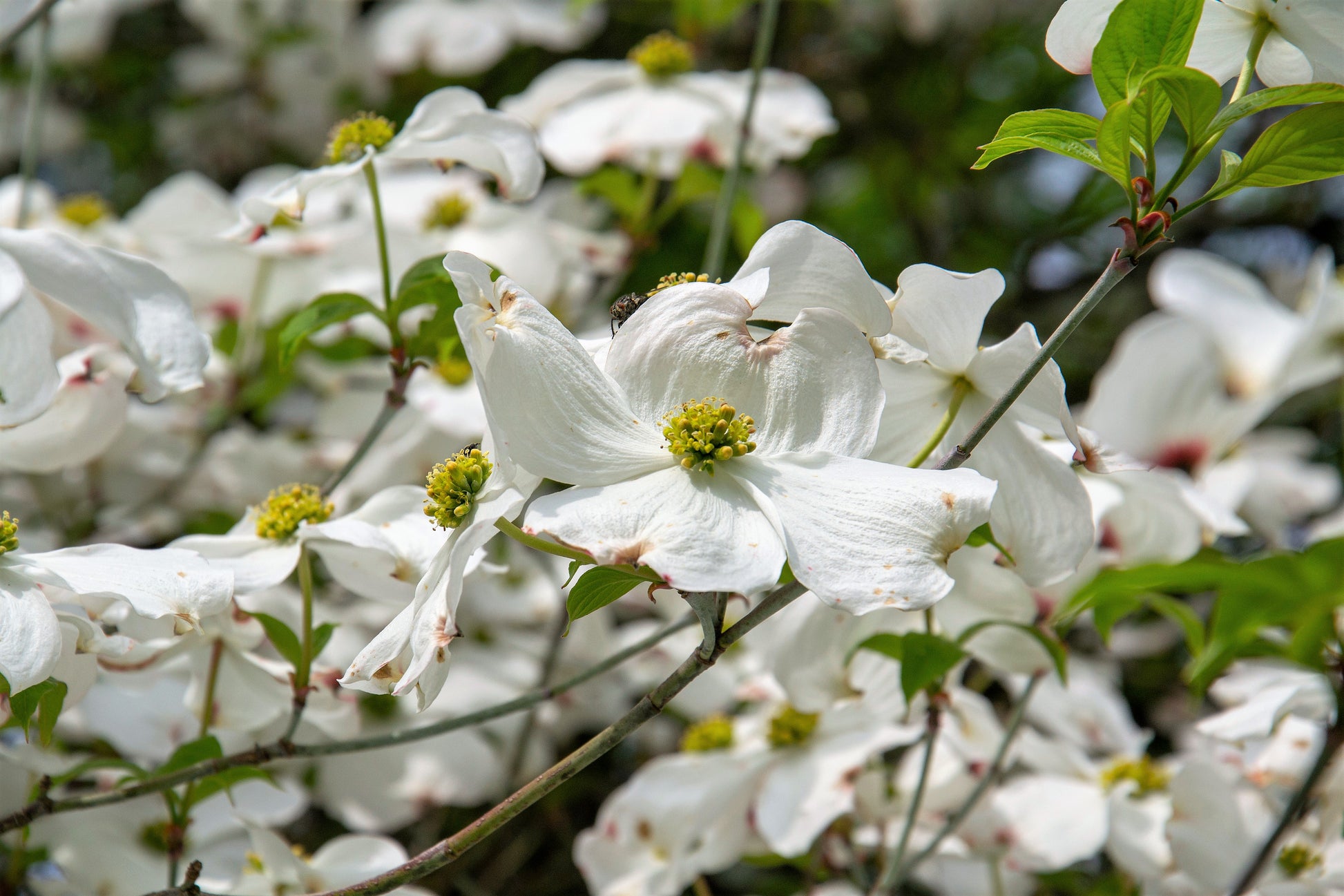 10 American White Flowering Dogwood
