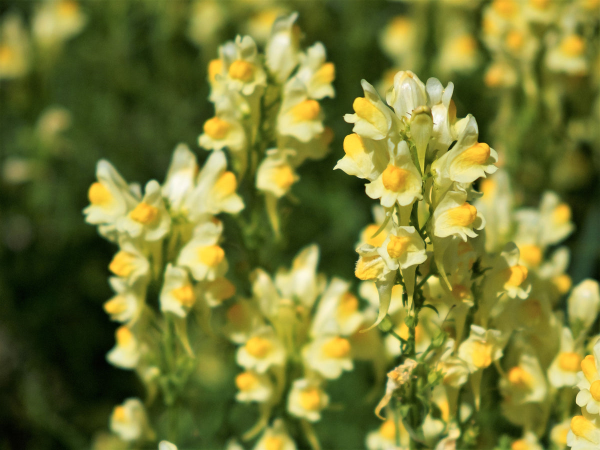 500 BUTTER & EGGS TOADFLAX Linaria Vulgaris Wild Snapdragon Bicolor Ye ...