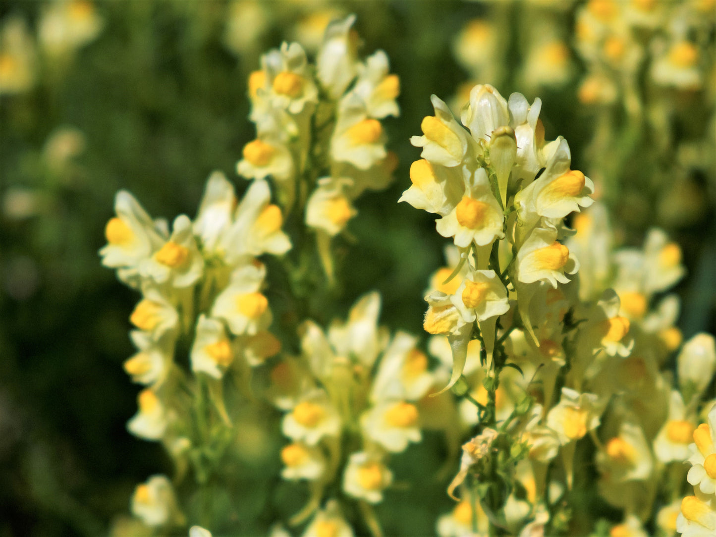 500 BUTTER & EGGS TOADFLAX Linaria Vulgaris Wild Snapdragon Bicolor Yellow Flower Seeds