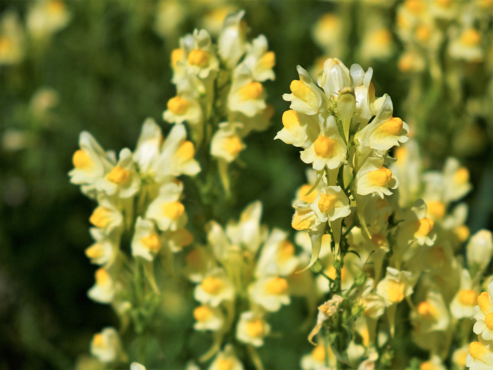 500 BUTTER & EGGS TOADFLAX Linaria Vulgaris Wild Snapdragon Bicolor Ye