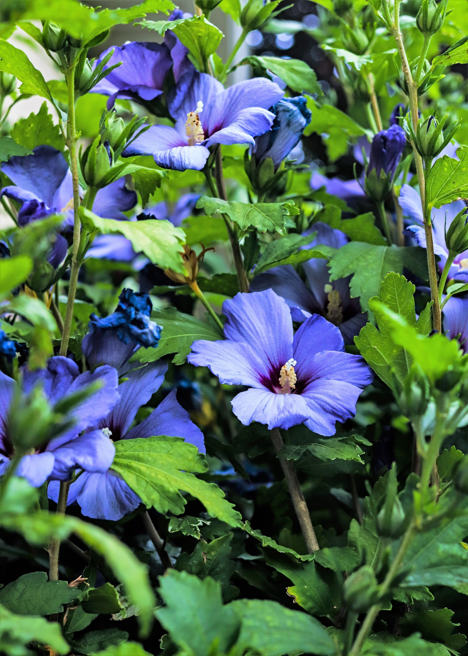 rose of sharon seeds for sale 25 Purple ROSE Of SHARON HIBISCUS Syriacus Flower Tree Bush Seeds