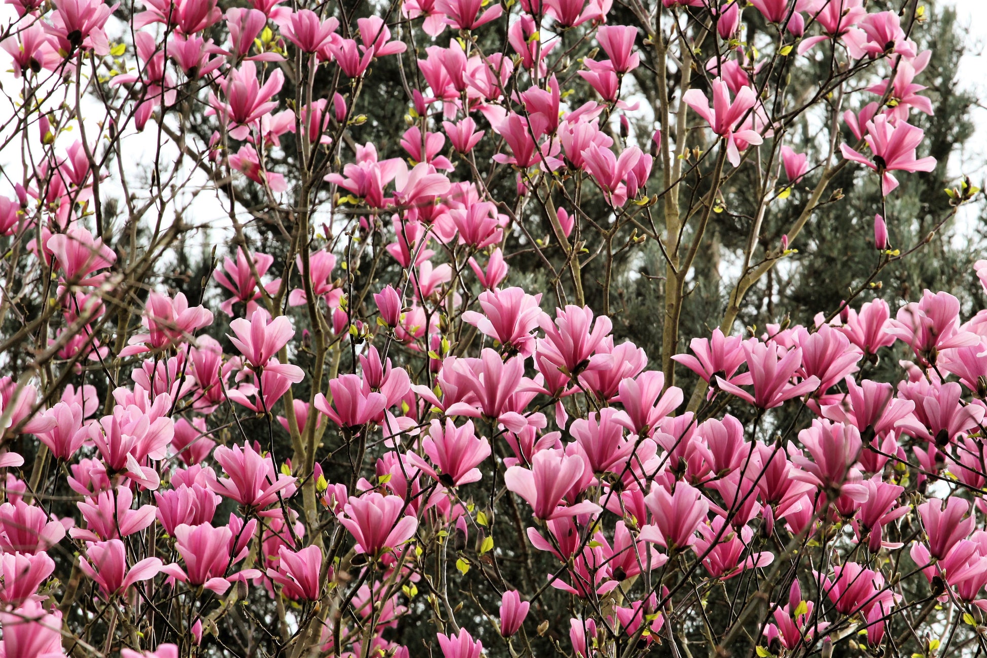 lily magnolia flower tree 5 LILY MAGNOLIA Flower TREE Pink & Purple Fragrant Tulip Magnol Liliiflora Seeds