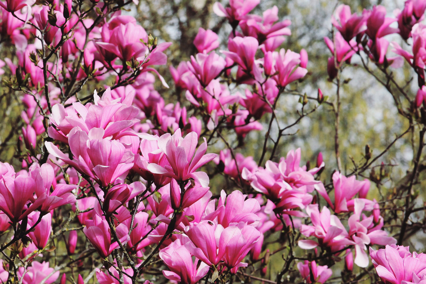 5 LILY MAGNOLIA Flower TREE Pink & Purple Fragrant Tulip Magnol Liliiflora Seeds