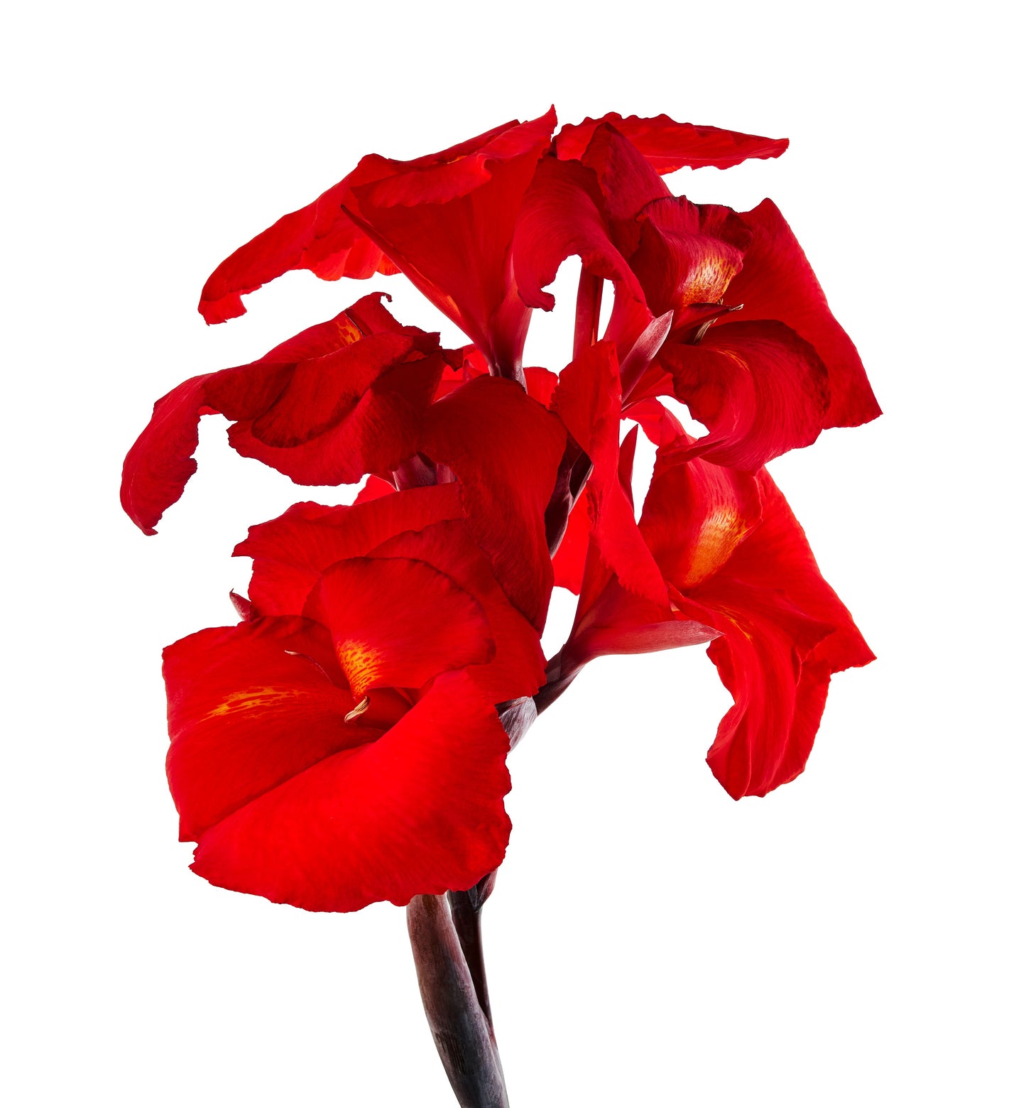 5 RED CANNA LILY Indian Shot Canna Indica Flower Seeds